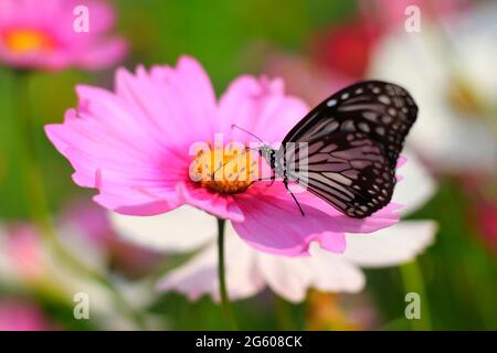 Tiger Schmetterling mit Honig auf Kosmos Blume (Cosmos Bipinnatus). Gemeinsamer Schmetterling auf Cosmos Blume mit grünem und floralem Hintergrund für die Tapete. Stockfoto