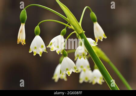 Frühlingsschneeflocken in den Gärten von Arundel Castle, Arundel, West Sussex, während des jährlichen Tulpenfestivals Stockfoto