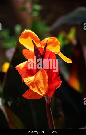 Canna indica, Indian Shot, African arrowroot oder Sierra Leone arrowroot. Nahaufnahme. Stockfoto