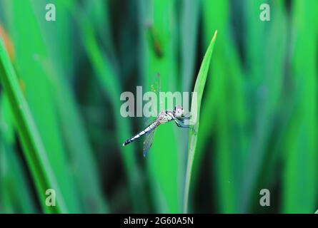 Schöne Naturszene Libelle. Die Fliege in der Natur Lebensraum mit als Hintergrund oder Tapete.das Konzept des Schreibens eines Artikels. Die Fliege. Stockfoto