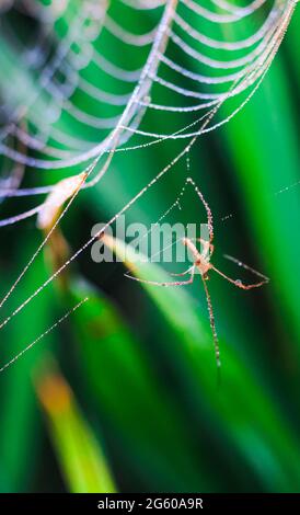 Spinne sitzt auf dem Netz mit grünem Hintergrund. Tautropfen auf Spinnennetz (Spinnennetz) Nahaufnahme mit grünem Hintergrund für die Tapete. Stockfoto