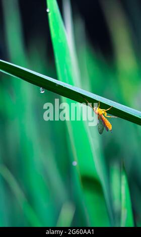 Hummel sitzt auf grünem Gras mit Wassertropfen auf dem Grashalm. Stockfoto