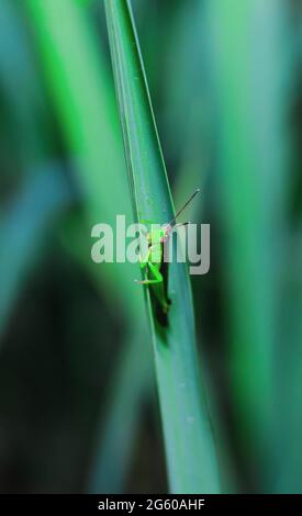 Schöne Heuschrecke auf dem Gras auf einem verschwommenen Hintergrund. Makroansicht von Grasshopper. Grasshopper-Profil. Stockfoto