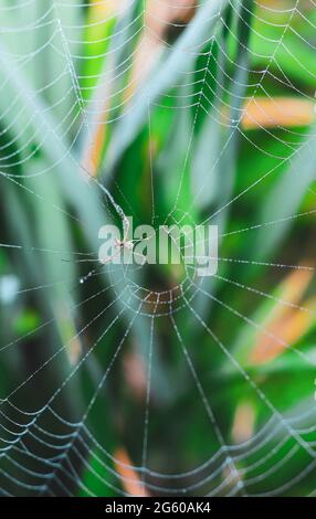 Spinne sitzt auf dem Netz mit grünem Hintergrund. Tautropfen auf Spinnennetz (Spinnennetz) Nahaufnahme mit grünem Hintergrund für die Tapete. Stockfoto