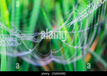 Spinne sitzt auf dem Netz mit grünem Hintergrund. Tautropfen auf Spinnennetz (Spinnennetz) Nahaufnahme mit grünem Hintergrund für die Tapete. Stockfoto