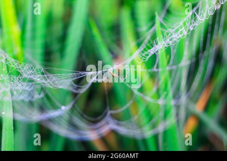 Spinne sitzt auf dem Netz mit grünem Hintergrund. Tautropfen auf Spinnennetz (Spinnennetz) Nahaufnahme mit grünem Hintergrund für die Tapete. Stockfoto
