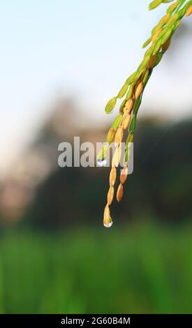 Reisfeld in Bangladesch, Natur Lebensmittel Landschaft Hintergrund. Tropfen Wasser in Reisfeld mit grünem Hintergrund. Stockfoto