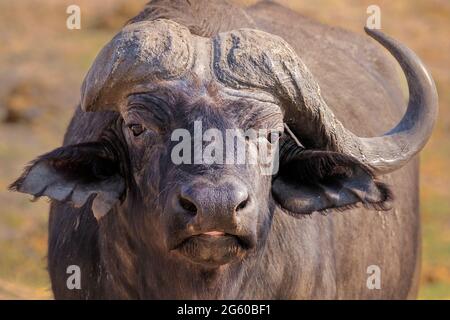 Kapbüffelportrait (Syncerus Caffer). Chobe National Park, Botswana, Afrika Stockfoto