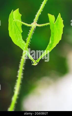 Schöne Herzform grünes Blatt mit Tropfen Wasser. Wassertropfen auf dem grünen Blatt für Tapete. Stockfoto