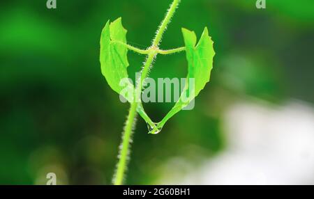 Schöne Herzform grünes Blatt mit Tropfen Wasser. Wassertropfen auf dem grünen Blatt für Tapete. Stockfoto