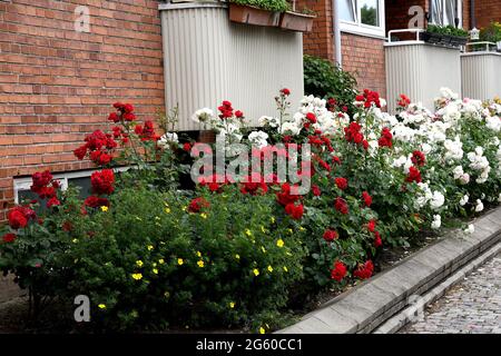 Kastrup, Dänemark. 01. Juli 2021, Rosen in verschiedenen Farben und Rosenpflanzen in den Wohnungen in Kastrup Kopenhagen. (Foto..Francis Joseph Dean/Dean Stockfoto