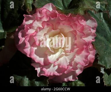 Begonia Non-Stop Rose Petticoat Stockfoto