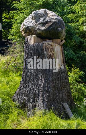 Großer Steinblock auf einem Baumstumpf im Wald. Stockfoto