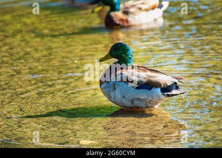 Mallardische Ente, die im Fluss auf Nahrungssuche steht Stockfoto