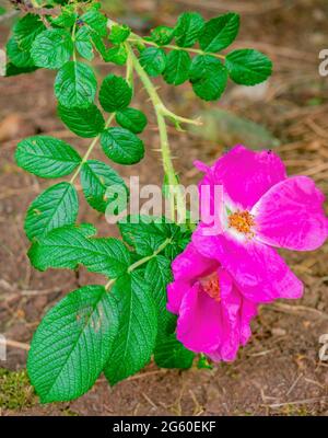 Die Strandrose (Rosa rugosa) blüht am Ende eines Stachelzweiges Stockfoto