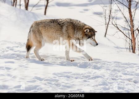 Seitenansicht des Wolfes, der auf Schnee läuft Stockfoto