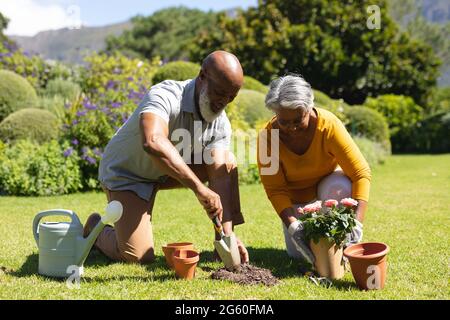 Ein älteres afroamerikanisches Paar verbringt Zeit im sonnigen Garten und pflanzt gemeinsam Blumen Stockfoto