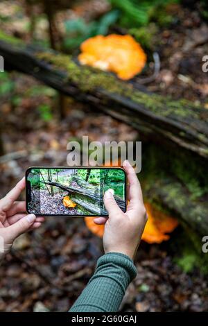Pilz, Pilz, Paddestoel, Gymnopilus spectabilis, Gymnopilus Stockfoto