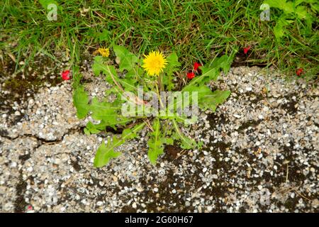 Löwinenzapfen, Taraxacum officinale, wächst auf Pathway Stockfoto