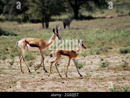 Mutter und Baby Springbok beim Gehen. Stockfoto