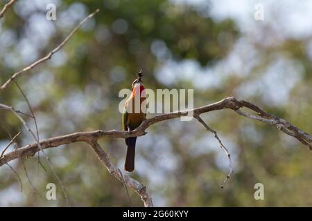 Ein White-fronted Bienenfresser Merops Bullockoides, fängt eine Mahlzeit. Stockfoto