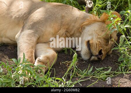 Ein männlicher Löwe Panthera Leo, schläft auf dem Boden im Schatten. Stockfoto