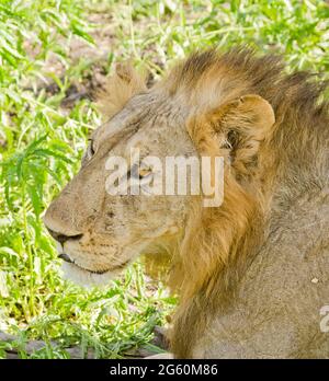 Ein männlicher Löwe, Panthera leo, schaut in die Ferne. Stockfoto