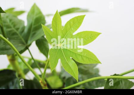 Hauspflanze Fatsia japonica, auch bekannt als Fatsi oder Papierfabrik. Stockfoto