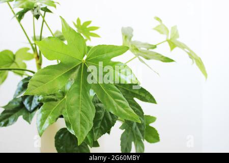 Hauspflanze Fatsia japonica, auch bekannt als Fatsi oder Papierfabrik. Stockfoto