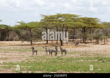 Zebra, Equus Quagga, stehen mitten in einem offenen Raum des Landes. Stockfoto