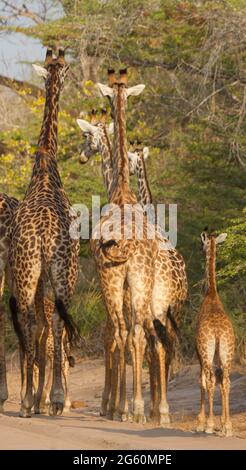 Rückansicht des Erwachsenen Masai-Giraffen und ein junges Kalb. Stockfoto