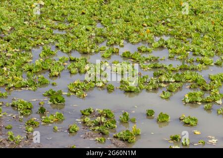 Ein Blick auf Wassersalat, Pistia Stratiotes, die auf einem See wachsen. Stockfoto