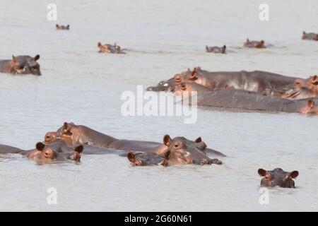 Flusspferde, Hippopotamus Amphibius, halten sich gegenseitig in einem See Unternehmen. Stockfoto