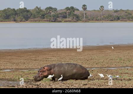 Kuhreiher hängen ein Nilpferd, wie es langsam durch den Schlamm geht. Stockfoto