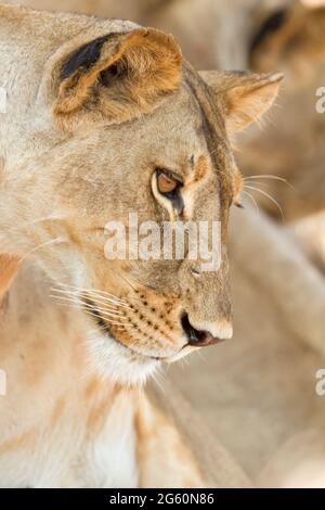 Eine Nahaufnahme der seitlichen Blick auf das Gesicht von einer Löwin, Panthera Leo. Stockfoto