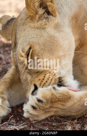 Eine Löwin, Panthera Leo, leckt ihre Pfote. Stockfoto