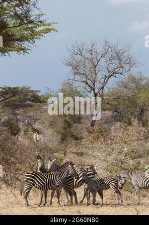 Zebras versammeln sich wie eine Giraffe aus dem Hintergrund blickt auf. Stockfoto