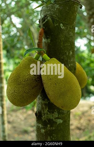 Jackfruit ist eine Big Fruit, Jackfruit oder Artocarpus heterophyllus Lam und ist eine tropische Frucht, die im asiatisch-pazifischen raum beheimatet ist Stockfoto