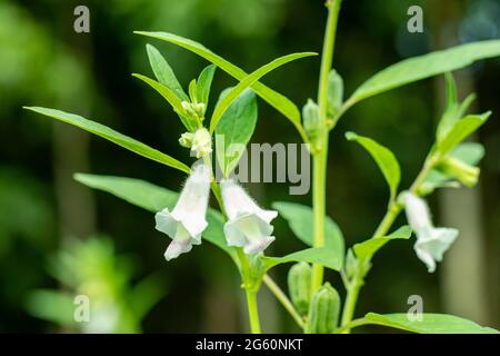 Sesam ist eine blühende Pflanze, eine aus dem Samen stammende Pflanze, Sesamum indicum der Familie Pedaliaceae der Gattung Sesamum, auch Benne genannt Stockfoto