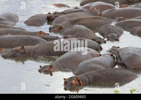 Flusspferde Haufen zusammen in das Wasser des großen Ruaha. Stockfoto