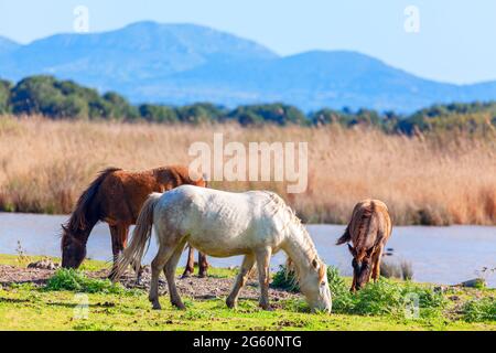 Wildpferde grasen am Flussufer, mit Bergen im Hintergrund. Mustangs im Naturschutzgebiet . Drei Pferde in die Wildnis Stockfoto