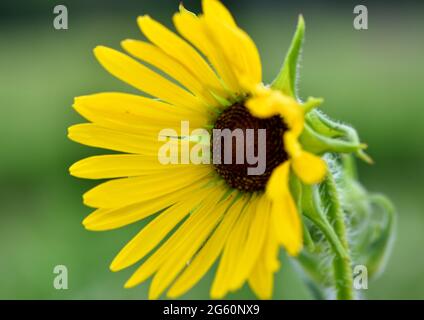 Nahaufnahme der schrägen Ansicht einer einzigen gelben Sonnenblume (Helianthus annus) mit schönem grünen Bokeh Hintergrund. Stockfoto