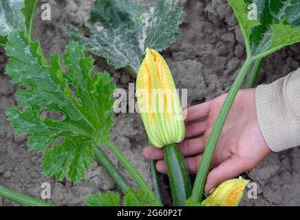 24. Juni 2021, Brandenburg, Temnitztal/OT Rohrlack: Eine noch unreife Zucchini mit gelber Blüte wächst auf einem Feld des Lindenhof-Marktgartens des Bio-Lieferdienstes 'Landkorb'. Das Familienunternehmen in dem kleinen Dorf im Nordwesten Brandenburgs beliefert derzeit rund 4,000 Kunden im Raum Berlin und im Norden Brandenburgs mit Gemüse, Salaten und Kräutern sowie vielen anderen Bio-Produkten. Foto: Soeren Sache/dpa-Zentralbild/ZB Stockfoto