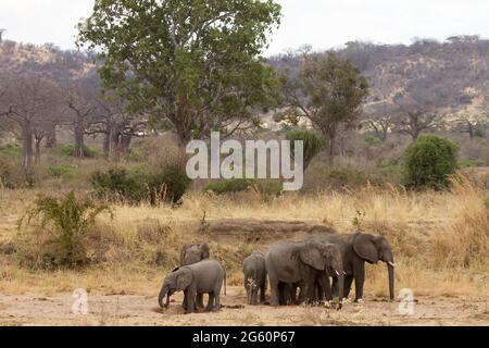 Eine Herde von afrikanischen Elefanten sammeln zu trinken an einem Wasserloch. Stockfoto