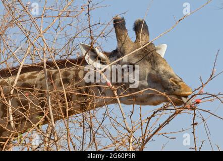 Eine Masai-Giraffe streckt ihre schwarze Zunge heraus, um zu essen. Stockfoto