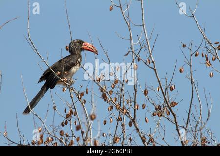 Ein gekröntes Hornbill Tockus Alboterminatus, sitzt an der Spitze eines Baumes. Stockfoto