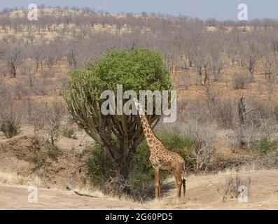 Ein Masai-Giraffe erstreckt sich den Hals bis von einem Kandelaber-Baum zu essen. Stockfoto