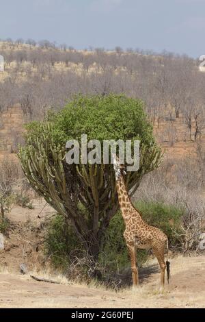 Ein Masai-Giraffe erstreckt sich den Hals bis von einem Kandelaber-Baum zu essen. Stockfoto