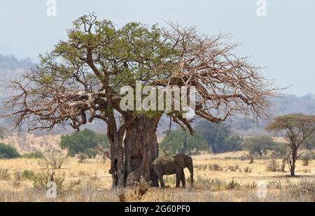 Ein afrikanischer Elefant Loxodonta Africana, steht unter einem Baobab-Baum. Stockfoto