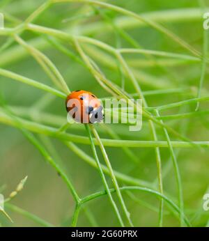 Auf schmalen Fenchelblättern krabbelt der fünffache Lady Bug (Coccinella quinquepunctata). Stockfoto